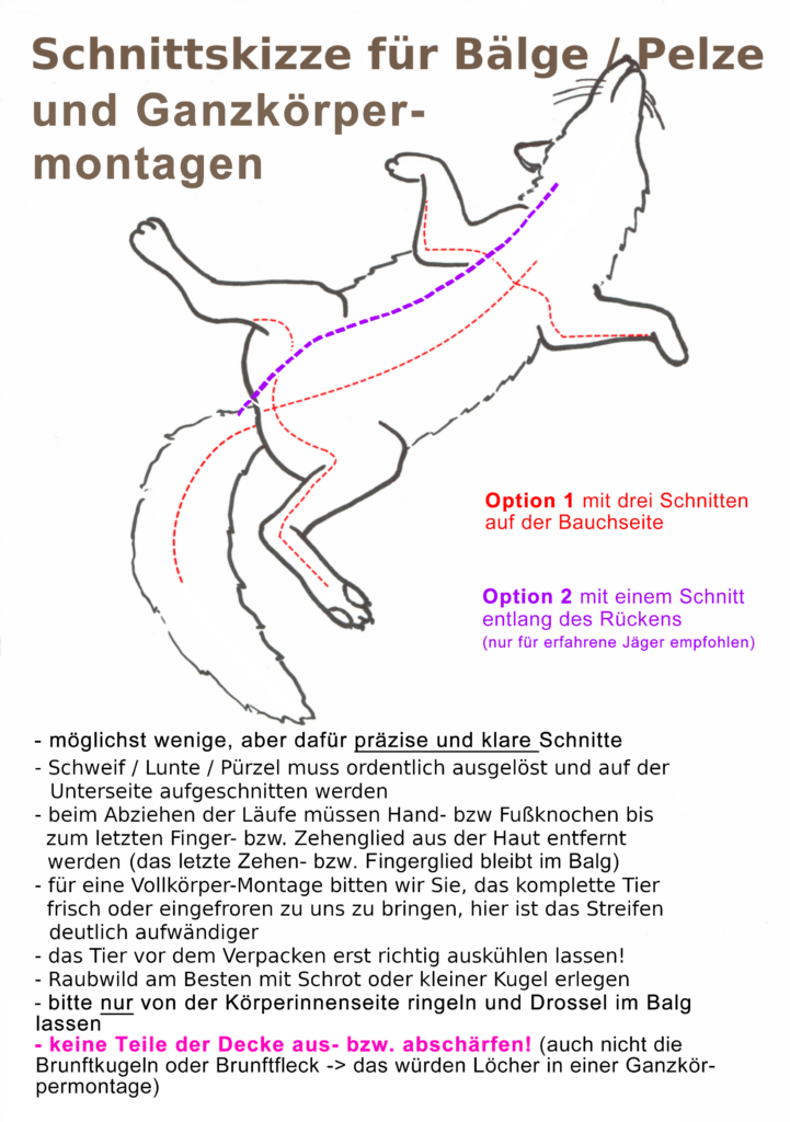 Schnittskizze Fuchs für Decke