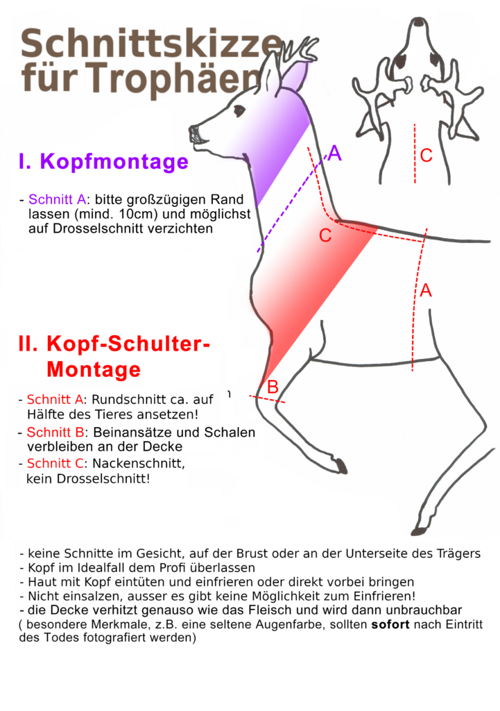 Schnittskizze Reh Kopfschulter